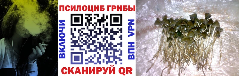 Псилоцибиновые грибы Cubensis  Приозерск 